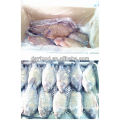 Frozen Black Tilapia Fish